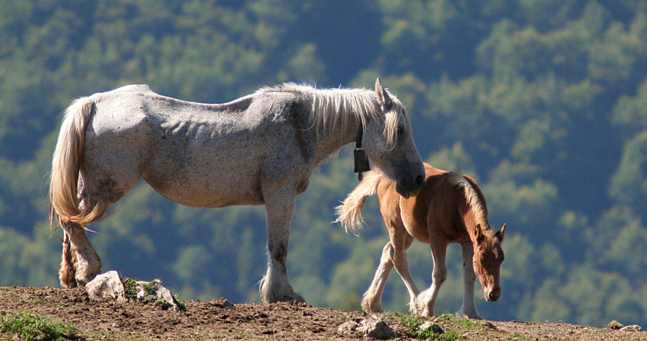 Cavalli del Mugello 4