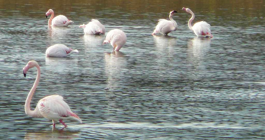 Le Oasi del Mugello 2(DE) Le Oasi del Mugello 2(DE)