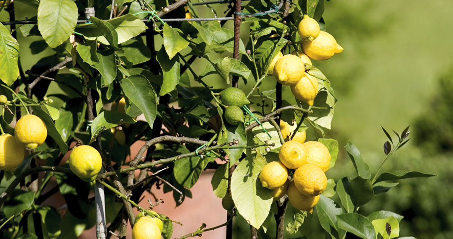 Il Parco Tenuta Il Cerro 4(EN) Il Parco Tenuta Il Cerro 4(EN)