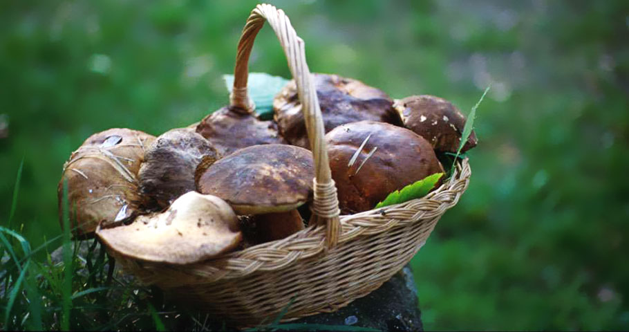 La Cucina del Mugello 4(EN) La Cucina del Mugello 4(EN)