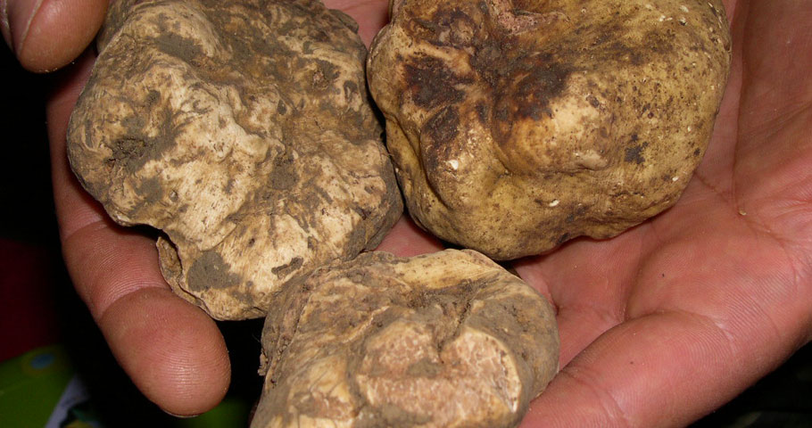 Holiday in historical villa Mugello Tenuta Il Cerro Accommodation historic houses quality cuisine Tuscan specialties Holiday in historical villa Mugello Tenuta Il Cerro Accommodation historic houses quality cuisine Tuscan specialties